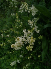 Galium