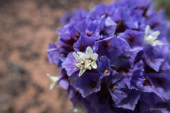 Limonium puberulum