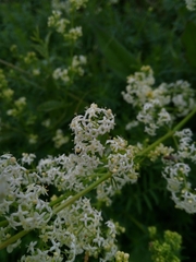 Galium