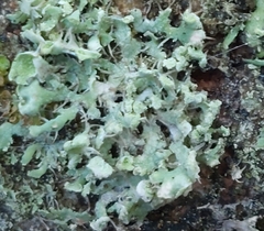 Physcia tenella