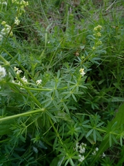 Galium