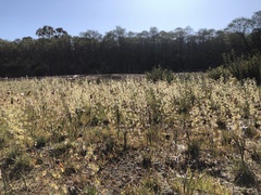 Drosera heterophylla