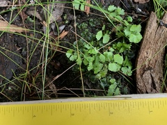 Polypodiopsida