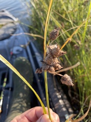 Schoenoplectus pungens