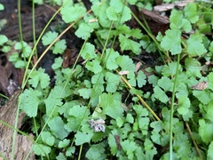 Polypodiopsida