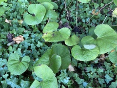Petasites pyrenaicus