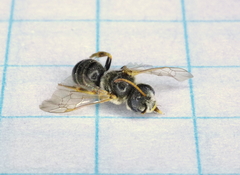 Halictus
