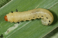 Diprion pini