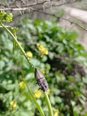 Ectinogonia buquetii