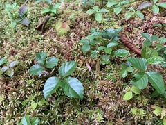 Rubus hispidus