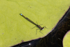 Austrocnemis splendida