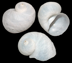 Vanikoro helicoidea