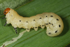 Diprion pini