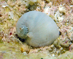 Vanikoro helicoidea