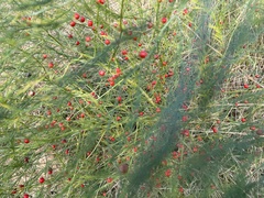 Asparagus officinalis