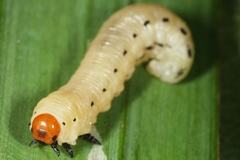 Diprion pini