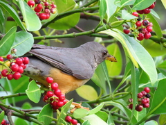 Turdus olivaceus olivaceus