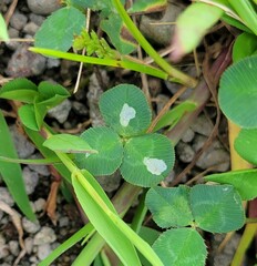 Porphyrosela minuta