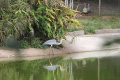 Ardea cocoi