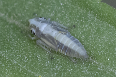 Graphocephala