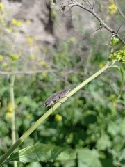 Ectinogonia buquetii