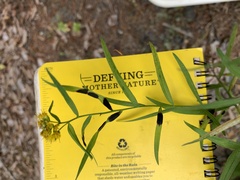 Botryosphaeria dothidea