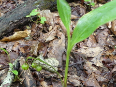 Convallaria pseudomajalis