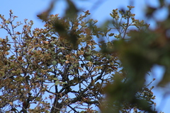 Poecile sclateri