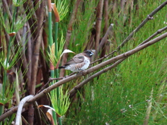 Spermestes cucullata scutata