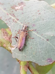 Lemidia subaenea