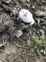 Agaricus campestris