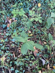 Epipactis helleborine