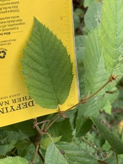 Betula alleghaniensis