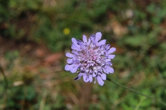 Scabiosa lucida