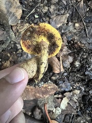 Pseudoboletus parasiticus