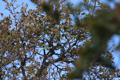Poecile sclateri