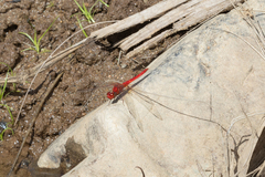 Diplacodes haematodes