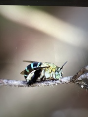 Zonamegilla