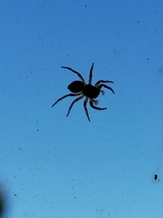 Menemerus semilimbatus