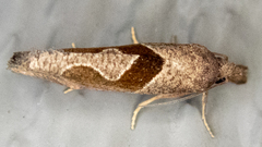 Pelochrista similiana