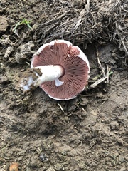 Agaricus campestris
