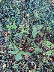 Epipactis helleborine