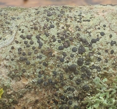 Lecidella elaeochroma