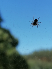 Menemerus semilimbatus