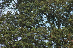 Myioborus miniatus