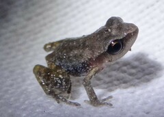 Eleutherodactylus cystignathoides