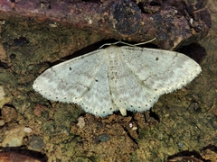 Idaea biselata