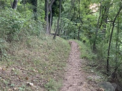 Sciurus carolinensis