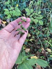 Epipactis helleborine
