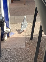 Columba livia domestica